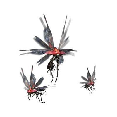 飛甲虫 ブナハブラ 画像